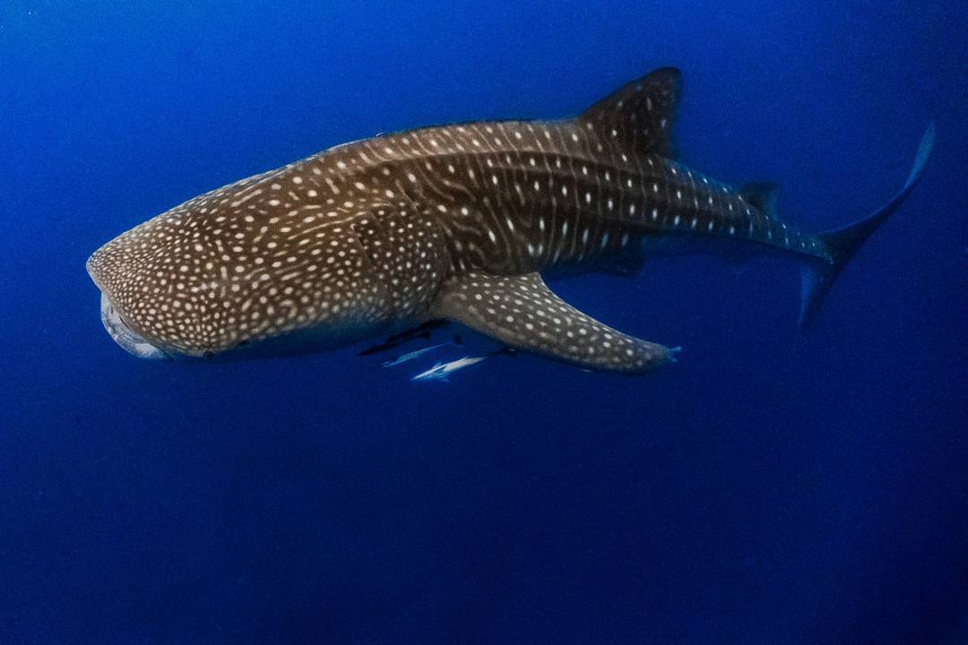 whale-sharks-in-pintuyan-southern-leyte