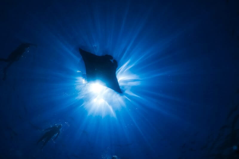 wildlife-encounters-in-the-ocean