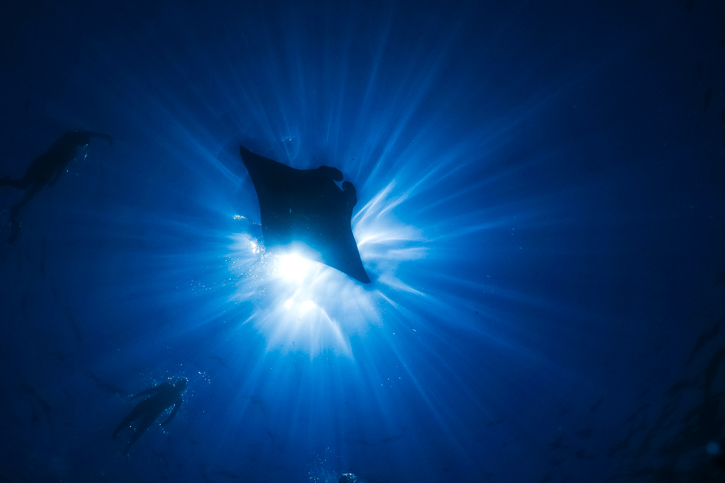 wildlife-encounters-in-the-ocean